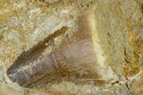Plesiosaur Caudal Vertebra And Mosasaur Tooth - Morocco #113828-3
